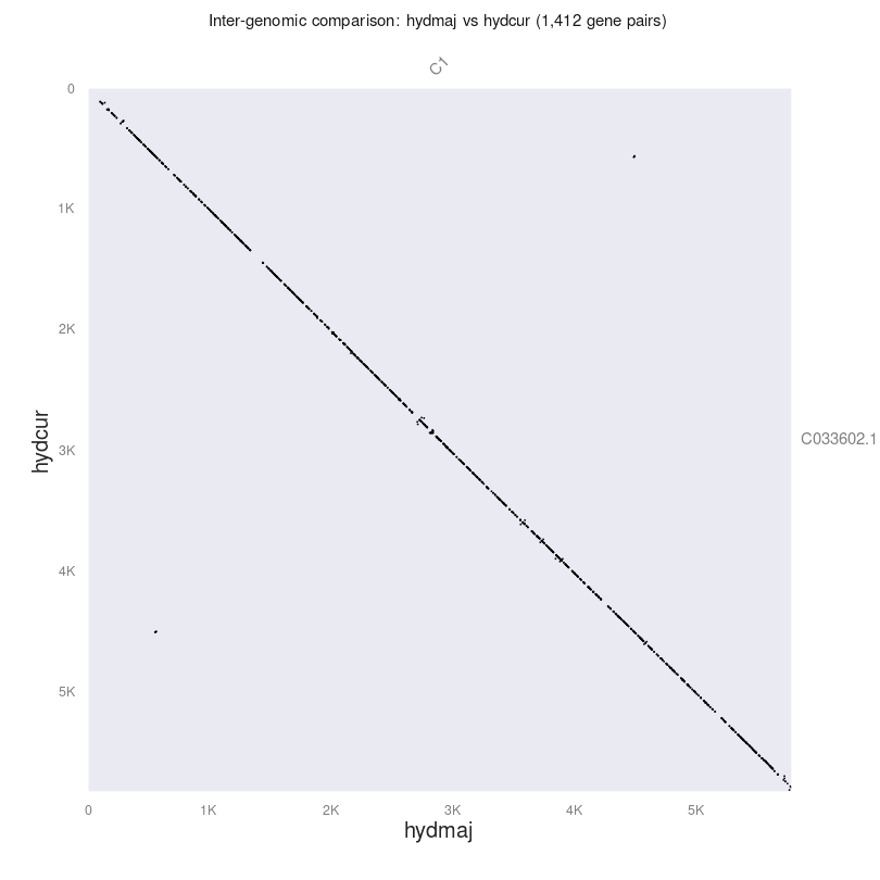 Dotplot between H. major and H.curtus chromosome 1